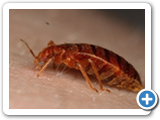 How To Find Bed Bugs - How To Know If You Have Bed Bugs